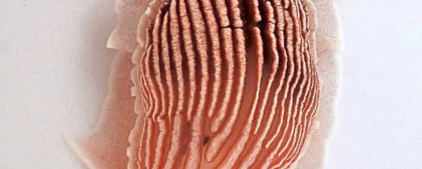 Shranjeni primerek z otoka Brača