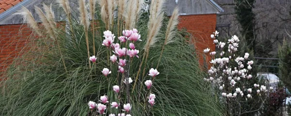 Urejene zasaditve ob hišah polepšajo okolico naših domovanj. 