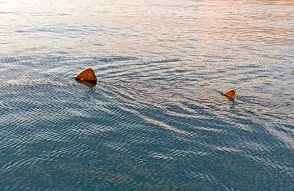 Morski pes orjak v Tržaškem zalivu