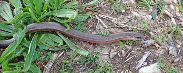 Slepec je manj ogrožen plazilec v Sloveniji.