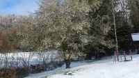 V cvetno nedeljo se je tudi v hribih na Idrijskem razcvetelo drevje 
zbudilo prekrito s snegom, ki pa ni naredil škode.