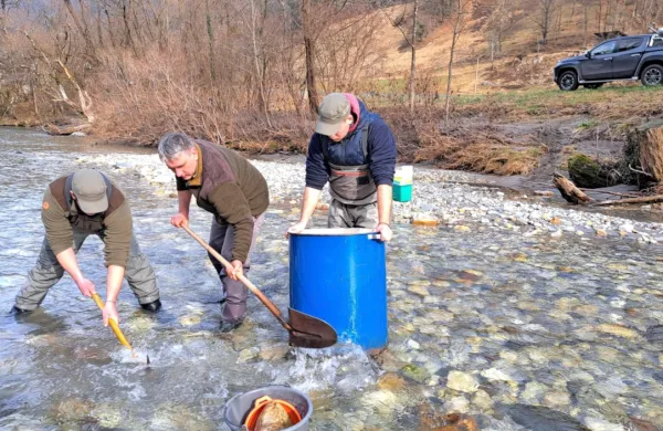 Glavna skrb ostaja zagotavljanje avtohtonih rib v ribolovnih 
vodah. 