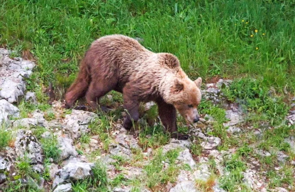 Medvedi so se zbudili in zapustili brloge, v katerih so preživeli 
zimo.