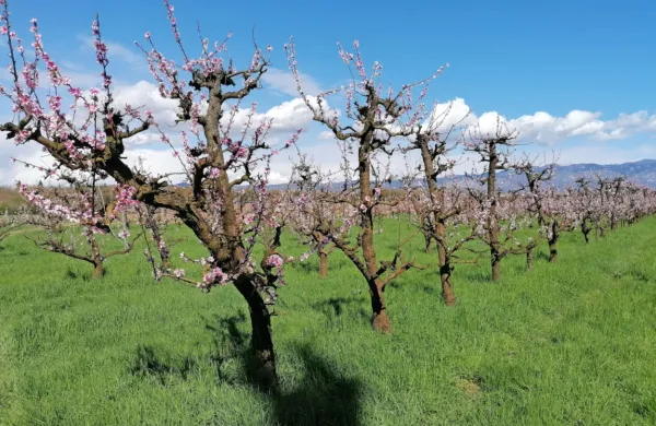 Lepo je v teh dneh opazovati cvetoče sadno drevje, na srečo  v 
prihodnjih dneh zmrzali ni pričakovati.    