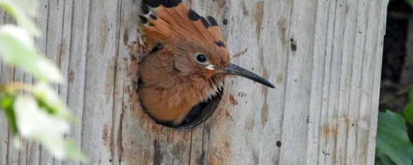 Mladič smrdokavre čaka na mamo, da prinese kaj za pod zob.