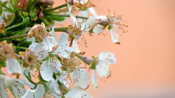 Poškodovani  pestiči cvetov na češnji v Brkinih 