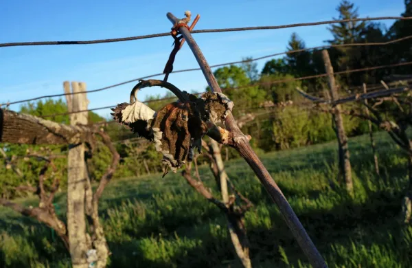 Zgodnje sorte imajo že velike mladice, pozne zdaj odganjajo. 
Pozeba je na izpostavljenih območjih uničila oboje. 
