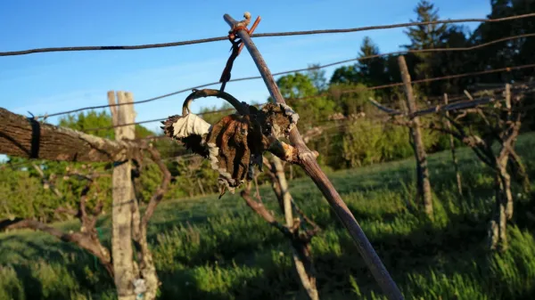 Zgodnje sorte imajo že velike mladice, pozne zdaj odganjajo. 
Pozeba je na izpostavljenih območjih uničila oboje. 