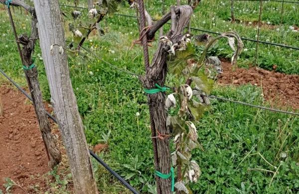 Pozeba je še razširila lovke