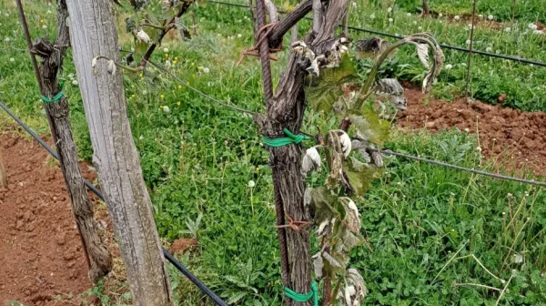 Pozeba je še razširila lovke