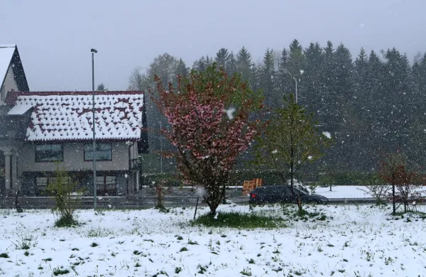 V krajih pod 600 metri nadmorske višine  gosto sneži, a je mokro 
pokrivalo še znosno. Nad 700 metri pa se teža že več kot 30 
centimetrskega snega, nevarno veča.
