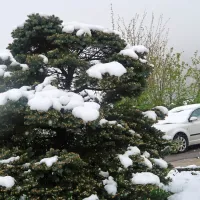 Prihodnje ure in temperature bodo odločilne, kako bo težo 
mokrega snega preneslo drevje v polnem vzbrstu in razcvetu.