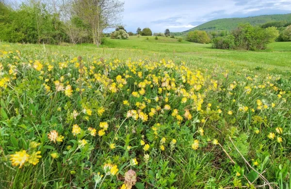 Na kraških travnikih je te dni treba preprosto uživati ...