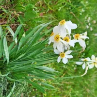 Narcise na Krasu že povsod  cvetijo.