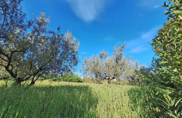Več kot 6000 kvadratnih metrov kmetijskega zemljišča tik nad 
Jadransko cesto in Valdoltro je že od septembra v lasti ruskega 
državljana.