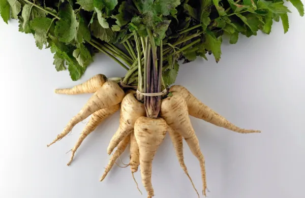 Svetlo bele do bledo rumene korenine lahko tudi prezimijo.