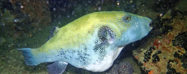 Večina napihovalk je tropskih.