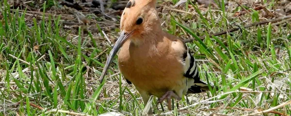 Smrdokavra se izda s svojim značilnim oglašanjem. 