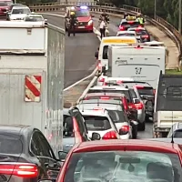 Sprehod po prometni cesti se je za laboda k sreči srečno končal. 