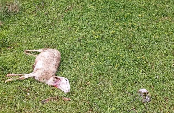 Volk je na  pašnikih  v  Loški  Koritnici  pokončat  deset  ovac.