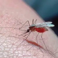 Piki komarjev, tako navadnih kot tigrastih, pri nas načeloma niso nevarni.