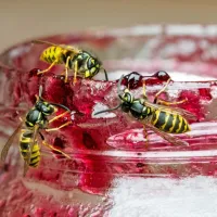 

Pri piku ose ali čebele opazujemo mesto pika in stanje bolnika.