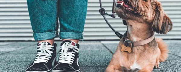 Dobro vzgojen pes lahko gre s skrbnikom povsod