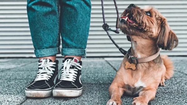 Dobro vzgojen pes lahko gre s skrbnikom povsod