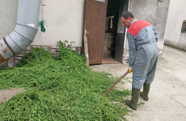 Kristjan Bratož pred kupom pokošene detelje;   košnja trave ves maj zaradi dežja ni prišla v  poštev. Sam 
ocenjuje, da letos kmete čaka še posebej veliko dela z zaščito pridelkov.  