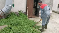 Kristjan Bratož pred kupom pokošene detelje;   košnja trave ves maj zaradi dežja ni prišla v  poštev. Sam 
ocenjuje, da letos kmete čaka še posebej veliko dela z zaščito pridelkov.  