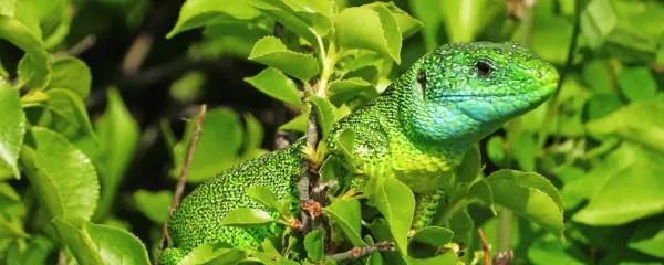 Izbrani fotomodel mojega izziva na kraškem robu.