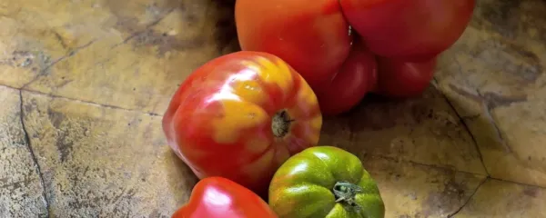 Od najmanjšega do največjega - vse paradižnike lahko s pridom 
uporabimo v kulinariki. 