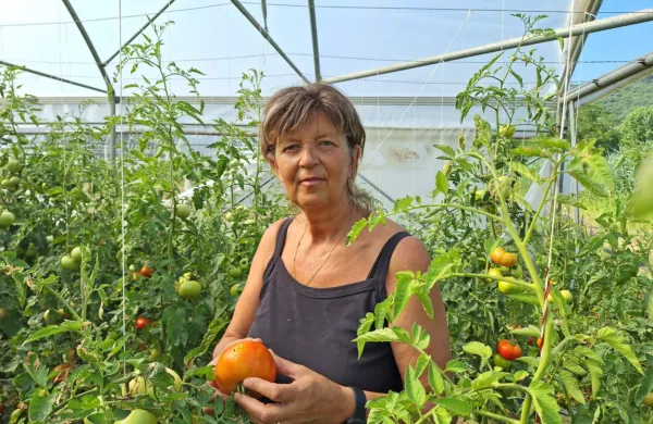 Nevenka Peroša se te dni s težkim srcem odpravi v  rastlinjak, saj  
je paradižnikov molj že napadel tudi  plodove paradižnika.