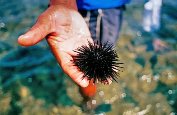 Morski ježki so čudovite živali za opazovanje, a precej neljube, 
kadar jih pohodimo na morskem dnu.