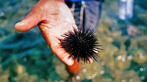 Morski ježki so čudovite živali za opazovanje, a precej neljube, 
kadar jih pohodimo na morskem dnu.