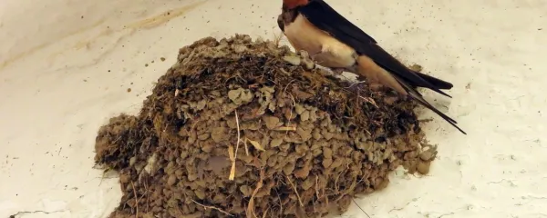 Kmečka lastovka gnezdi najpogosteje v hlevih, skednjih ali 
gospodarskih poslopjih.