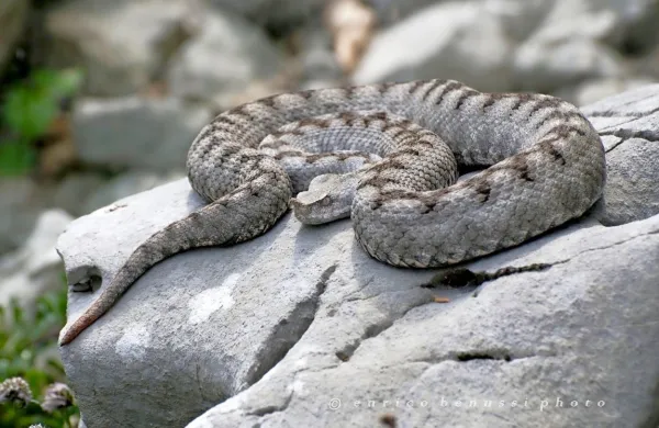 Fotografija je simbolična