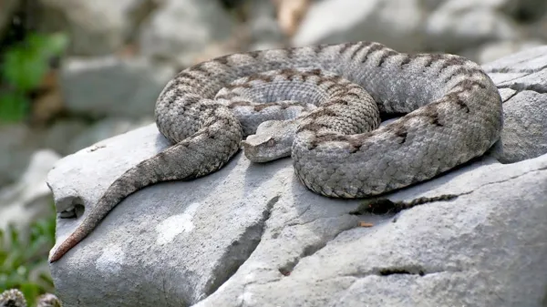 Fotografija je simbolična