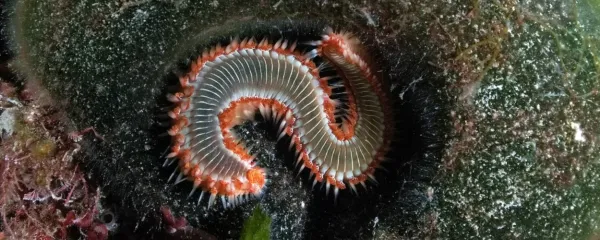 Ognjeni črv je primer zelo prilagodljive vrste, ki pa še ni uspela 
prodreti do naših krajev.