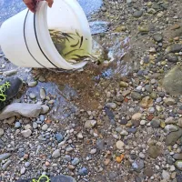 Iz Korna izlovljene klene so vrnili v Sočo.