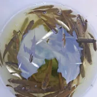 Izlovljeni kleni iz Korna