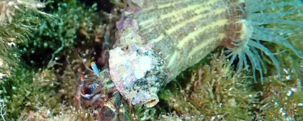 Rak samotarec ima na hišici stražno vetrnico, ki ga varuje.