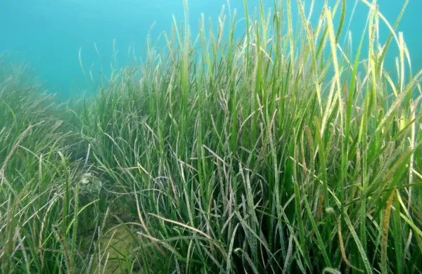 Morski travniki prinašajo številne koristi.