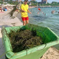 Delavci morsko travo na plaži pa  vsako jutro pograbijo in 
poberejo.