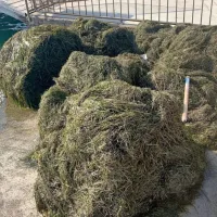 Morska trava ni umazanija