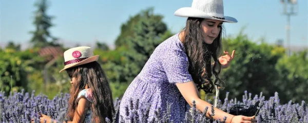 Sivka je izredno priljubljena zaradi lepote in vonja, odžene pa tudi 
kakšnega komarja. 