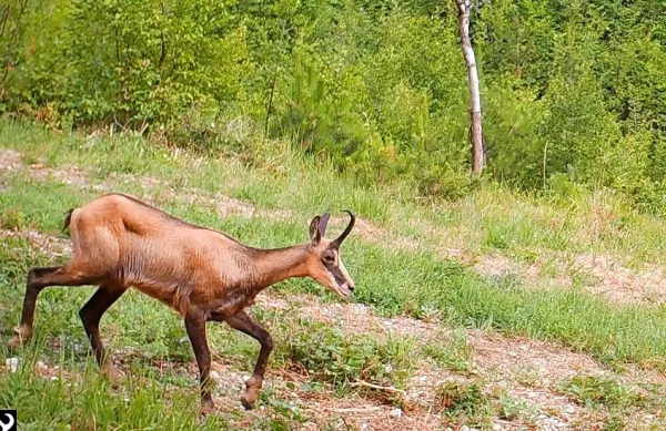 Pred kamero se je najprej sprehodila samica gamsa.