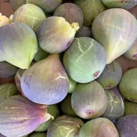 



Fige bodo hitro odpravile potovalno zaprtje.