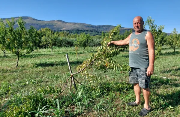 Darku Simčiču so divji prašiči povzročili veliko škode. 