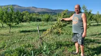 Darku Simčiču so divji prašiči povzročili veliko škode. 